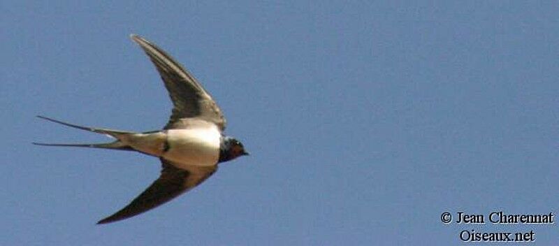 Barn Swallow