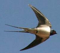 Barn Swallow