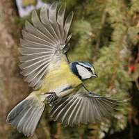 Mésange bleue