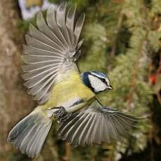 Mésange bleue