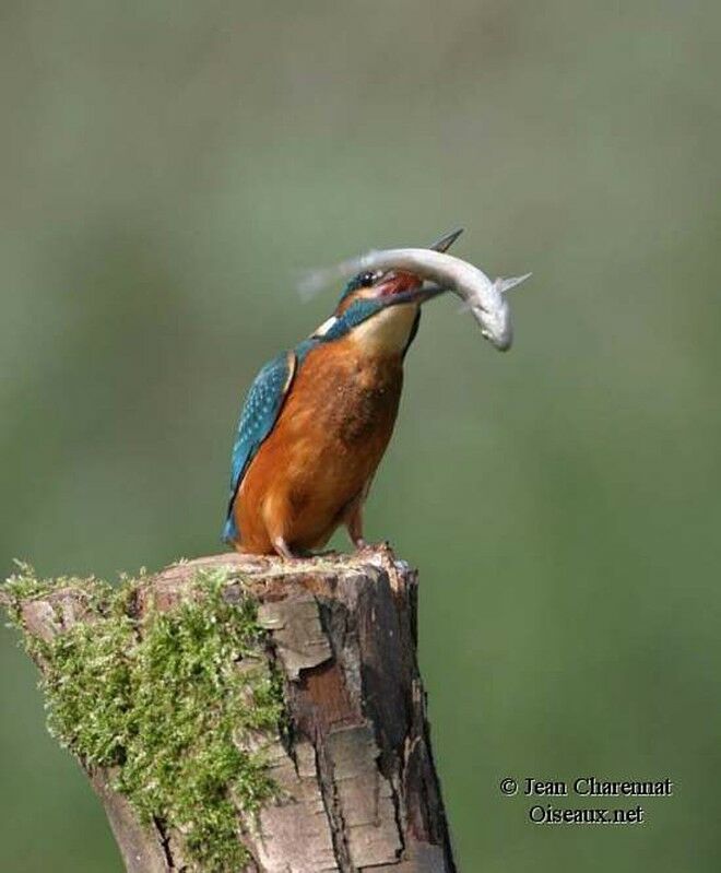 Common Kingfisher