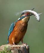 Common Kingfisher