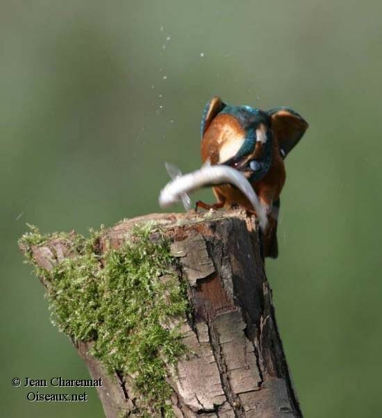 Common Kingfisher