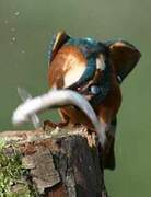 Common Kingfisher