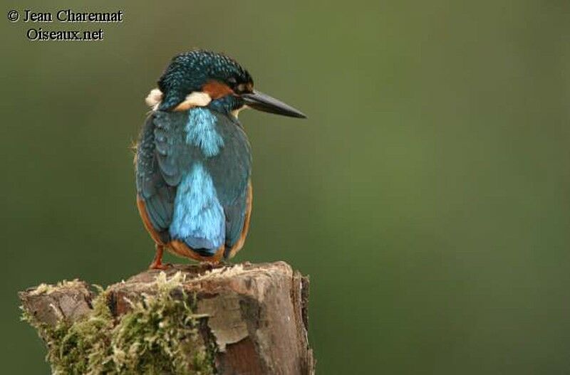 Common Kingfisher