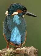 Common Kingfisher