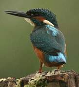 Common Kingfisher