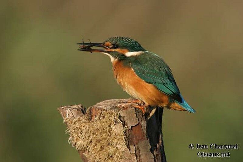 Common Kingfisher