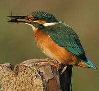 Common Kingfisher