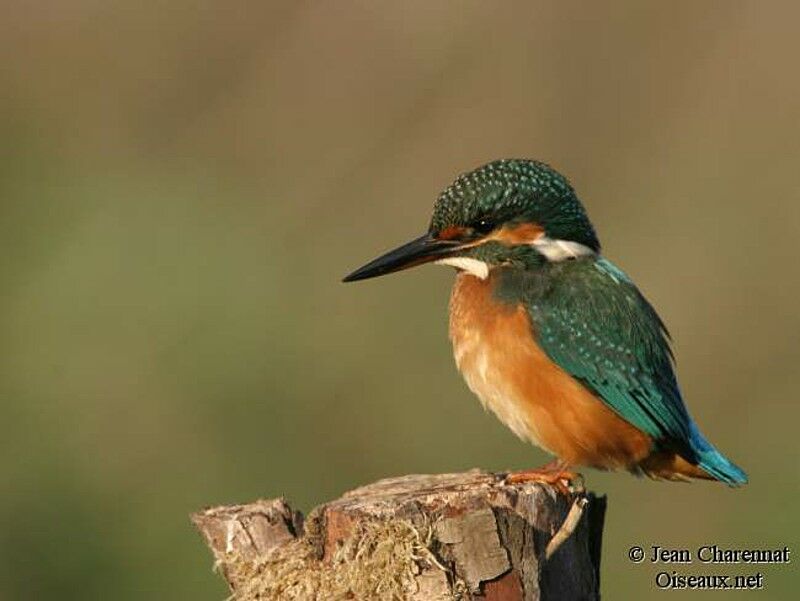 Common Kingfisher