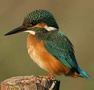 Common Kingfisher