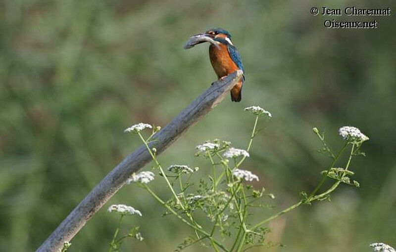 Common Kingfisher