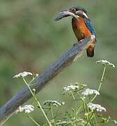 Common Kingfisher