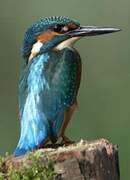 Common Kingfisher