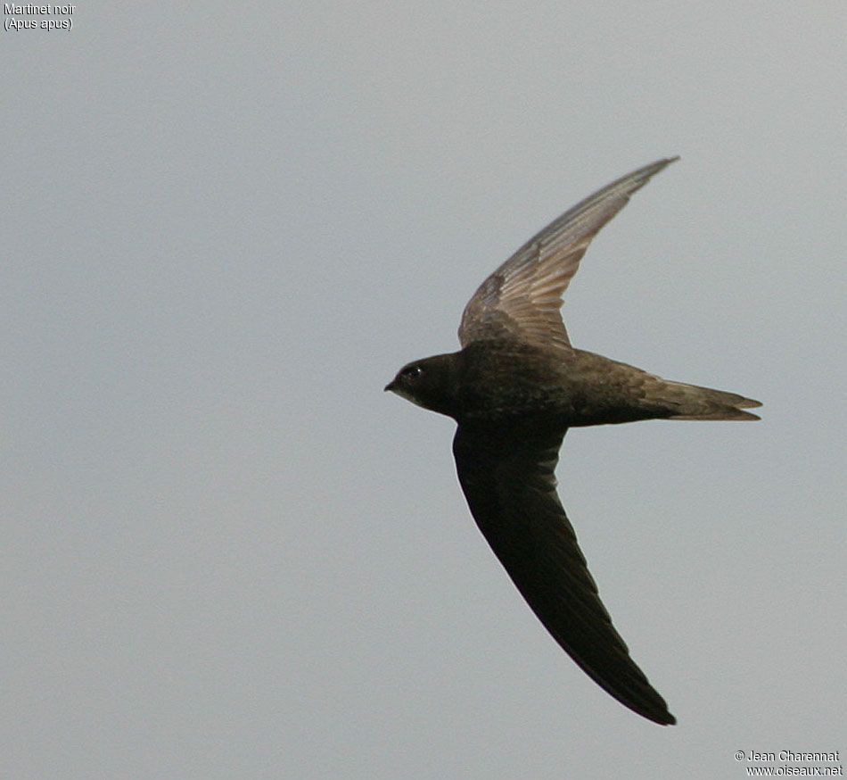 Common Swift