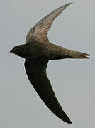 Common Swift