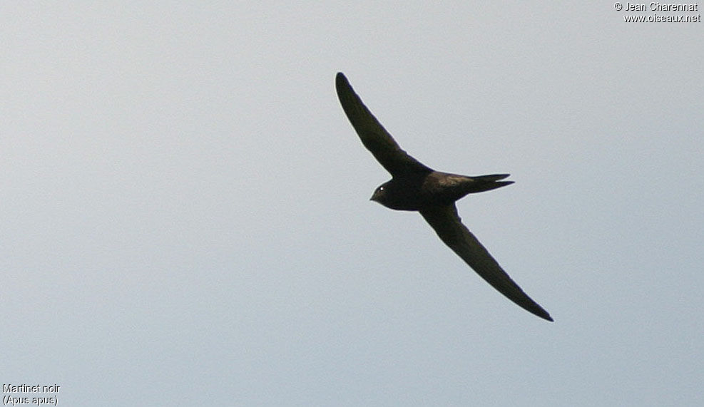 Common Swift