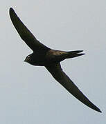 Common Swift