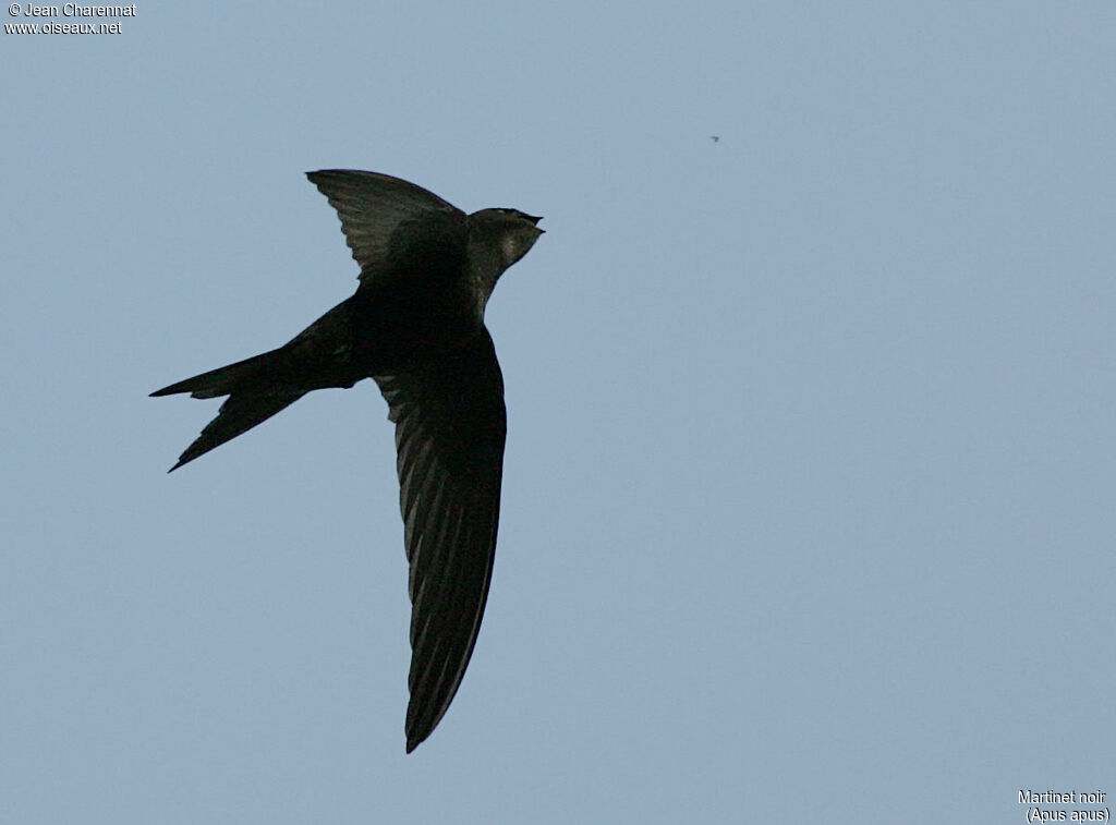 Common Swift