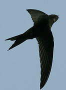 Common Swift