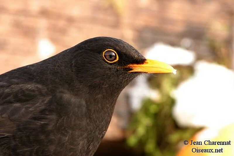 Common Blackbird