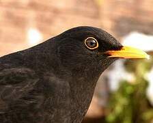 Common Blackbird