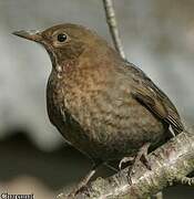 Common Blackbird