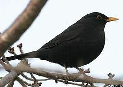 Common Blackbird