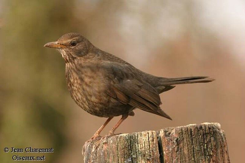 Common Blackbird