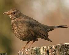 Common Blackbird