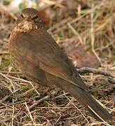 Common Blackbird