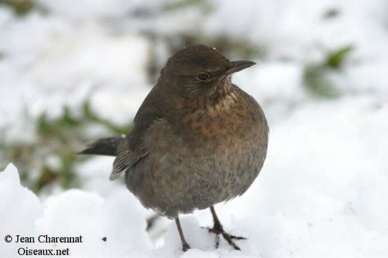 Common Blackbird