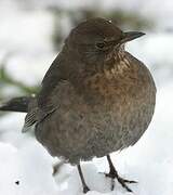 Common Blackbird