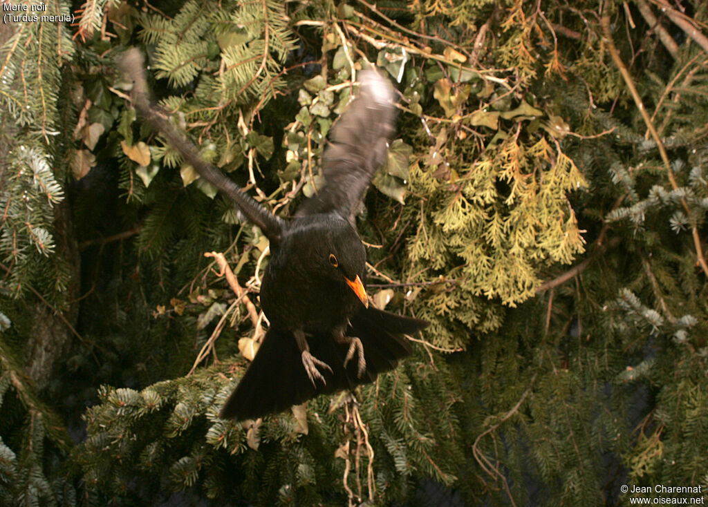 Common Blackbird