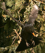 Common Blackbird