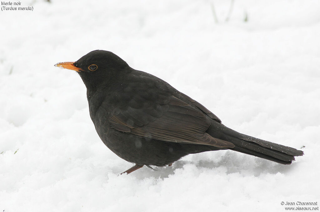 Common Blackbird