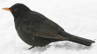 Common Blackbird