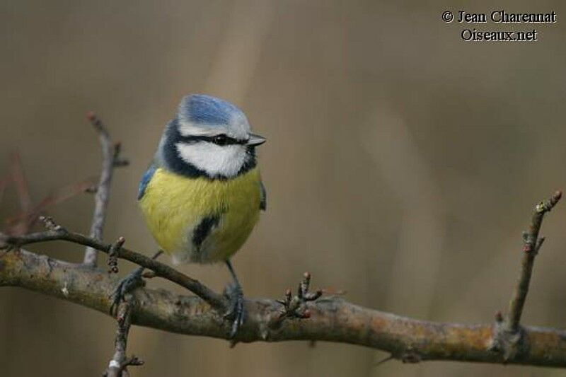 Eurasian Blue Tit