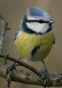 Eurasian Blue Tit