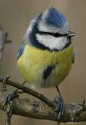 Eurasian Blue Tit