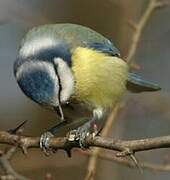 Eurasian Blue Tit