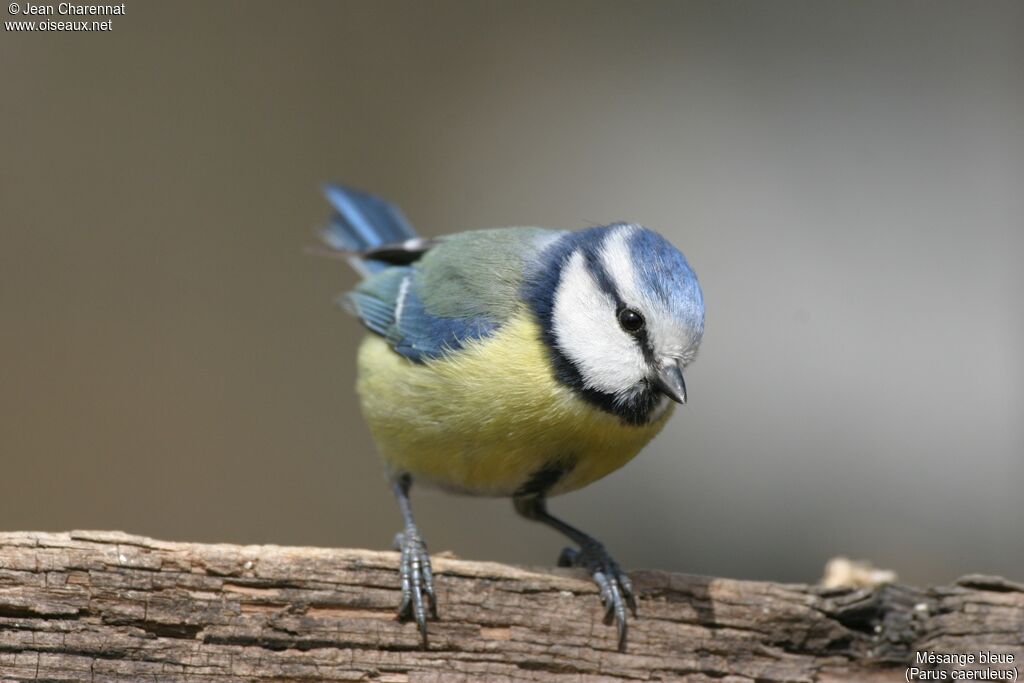 Mésange bleue