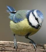 Eurasian Blue Tit