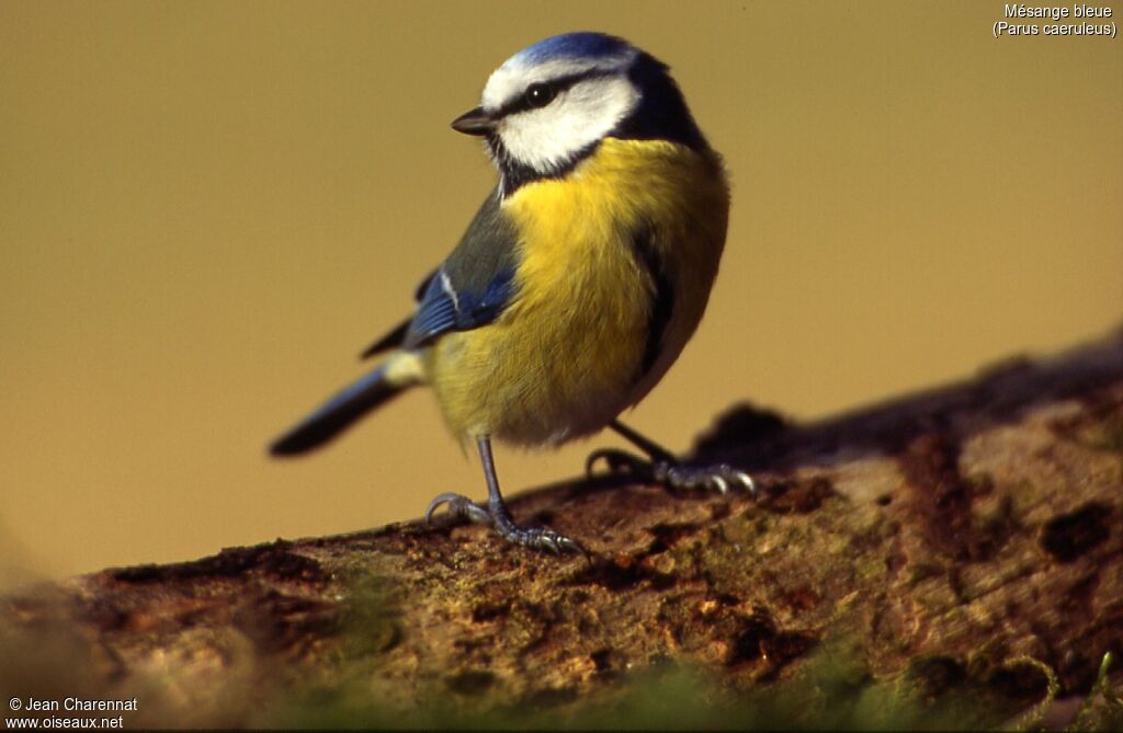 Mésange bleue