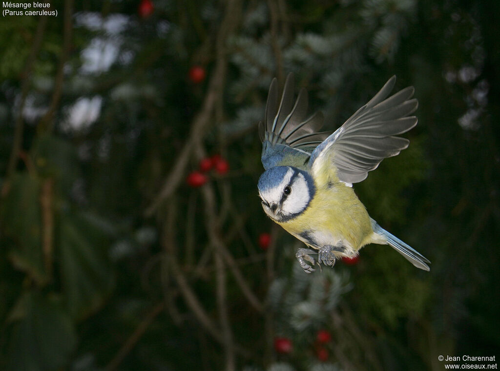 Mésange bleue