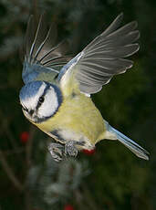 Mésange bleue