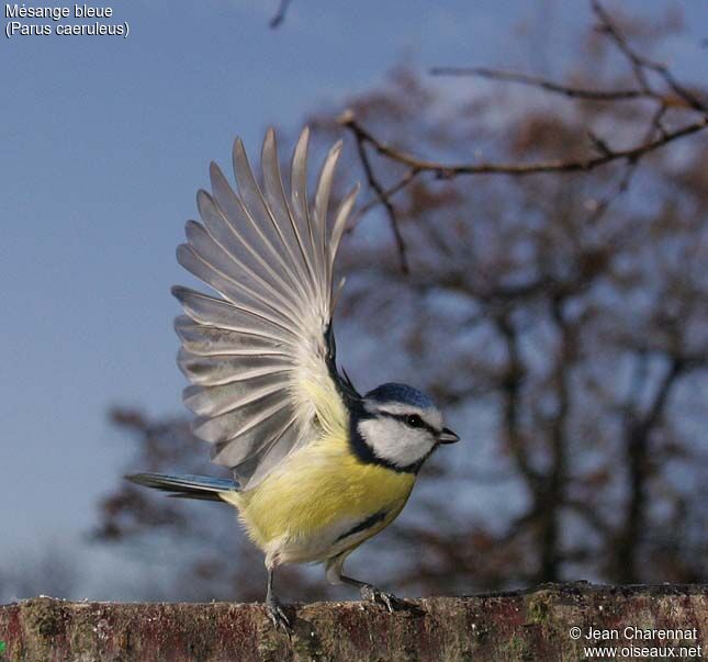 Eurasian Blue Tit