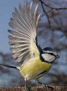 Eurasian Blue Tit