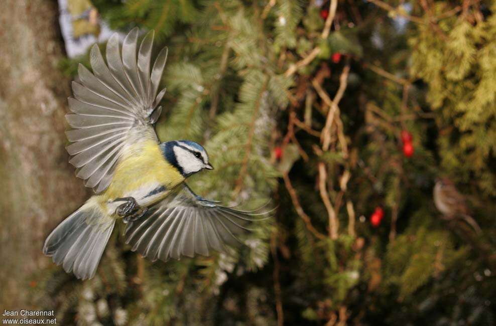 Mésange bleue