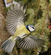 Eurasian Blue Tit